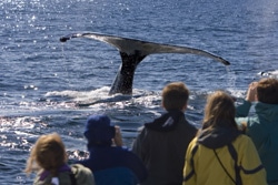 photo de baleines avec touristes